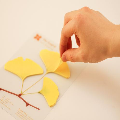 Sticky Leaf - Ginkgo