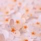 detail image2 Sticky Leaf - cherry blossom