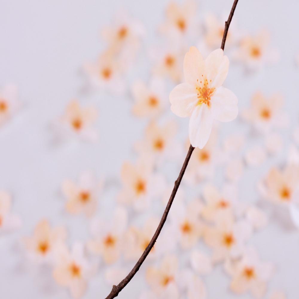 Sticky Leaf - cherry blossom