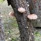 detail image3 Dry shiitake mushroom slice 200g Master shiitake oak mushroom