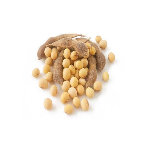 Soybean | soybean, grain